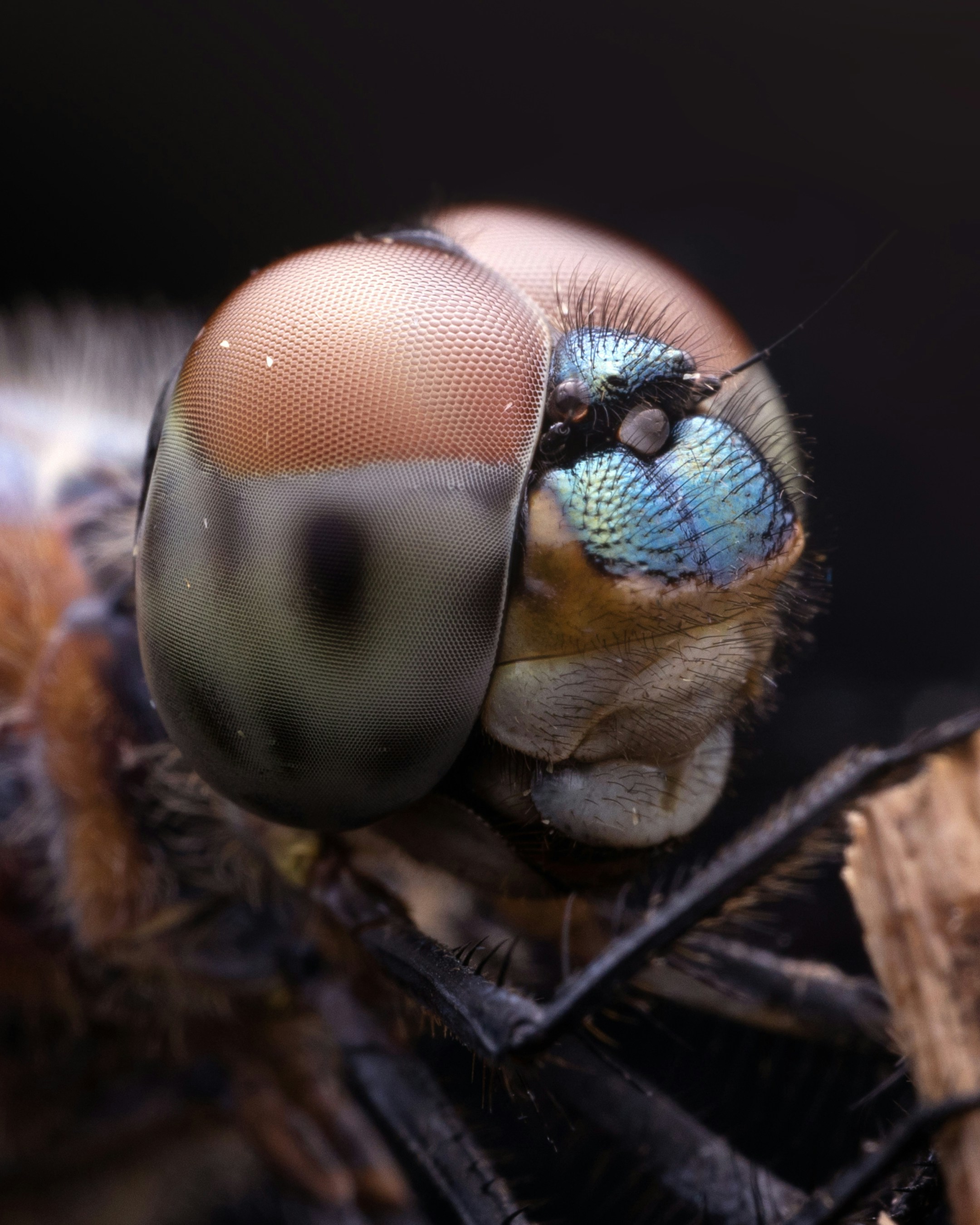 A close up of a bug photo – Free Animal Image on Unsplash