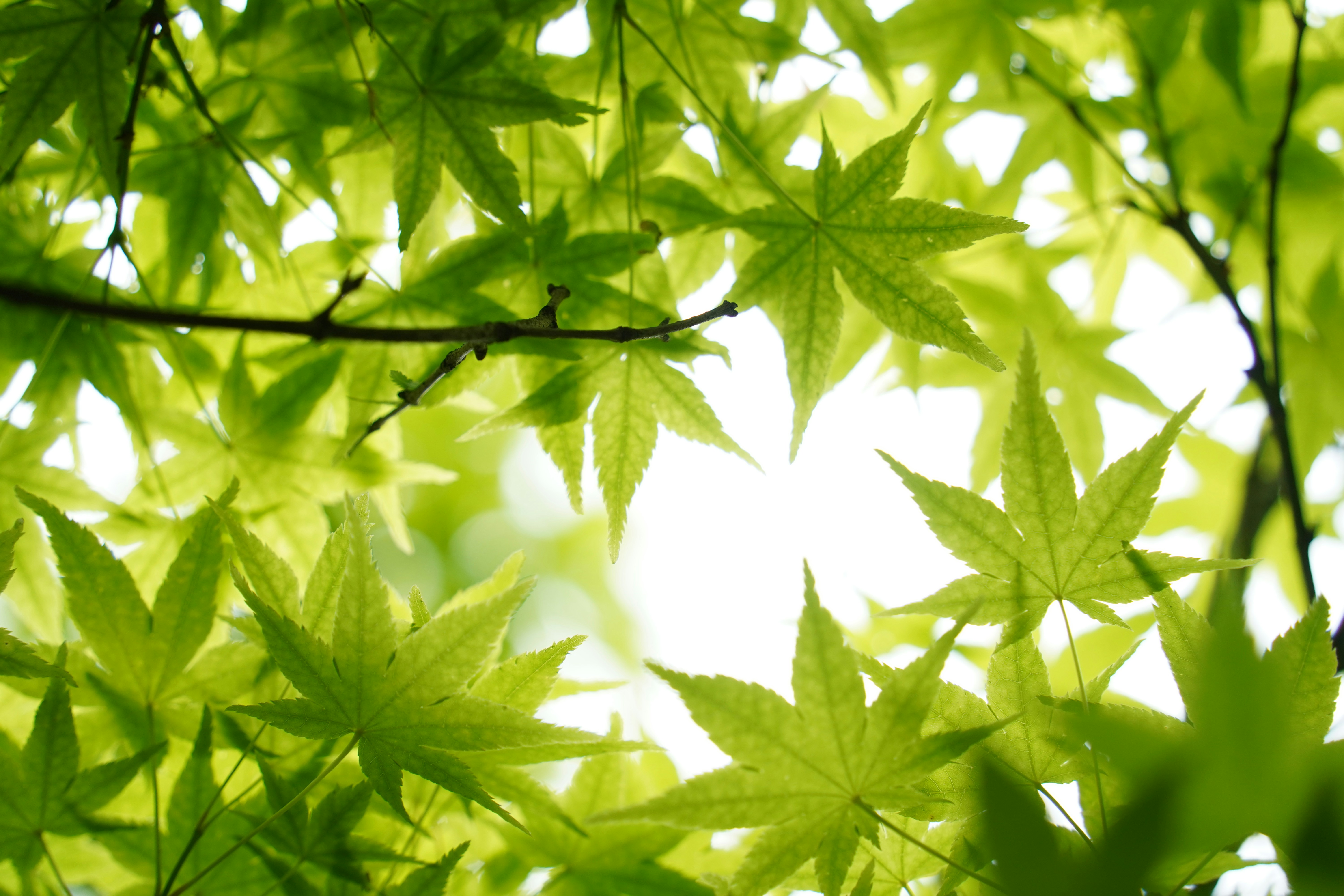 Photo by danielhahaha