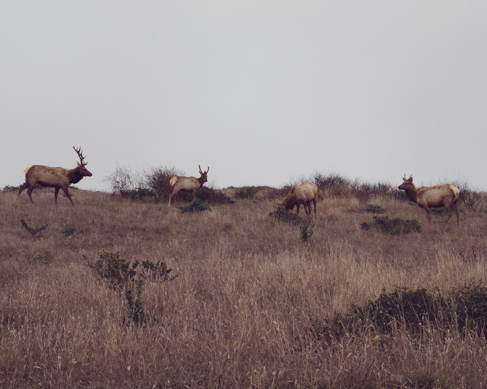 a group of animals in a field