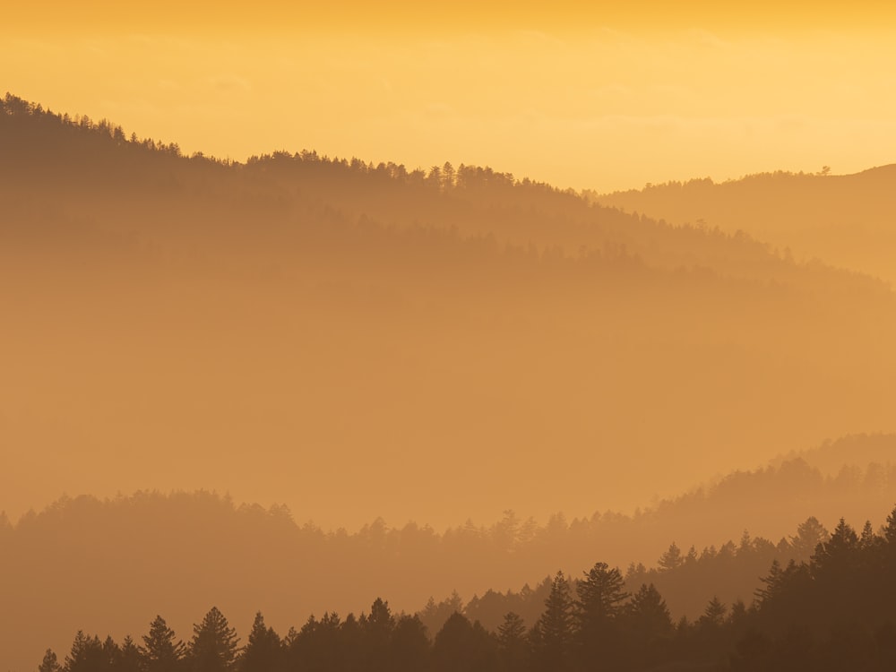 a foggy valley with trees