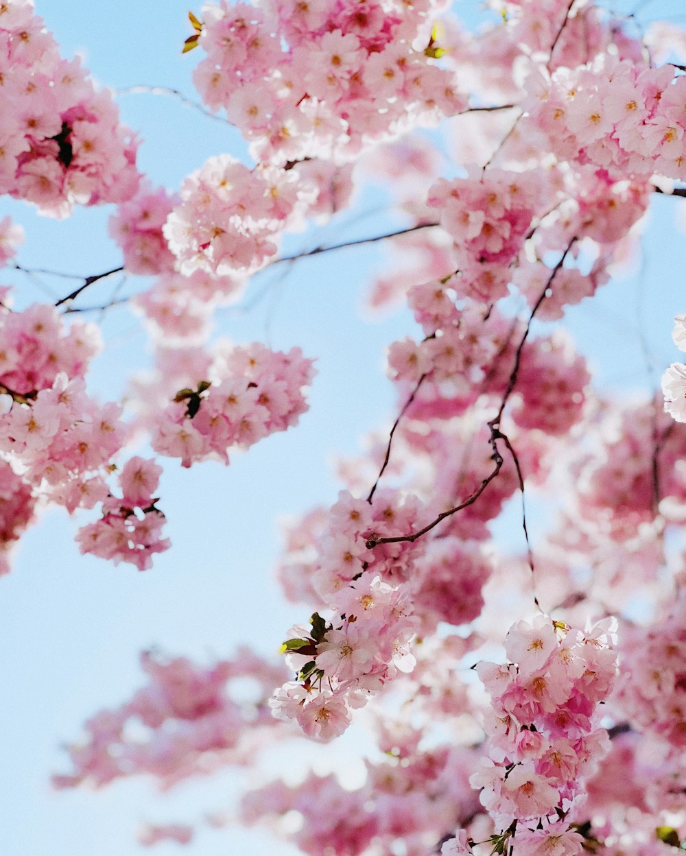 a close up of pink flowers