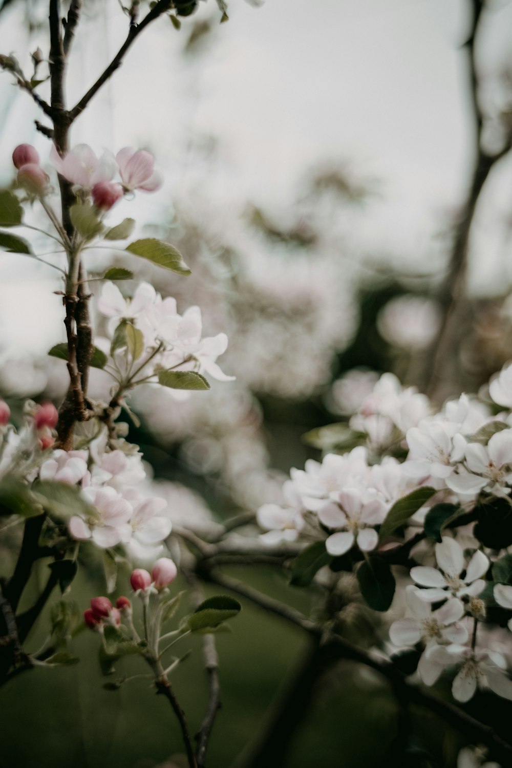 a close up of a flower