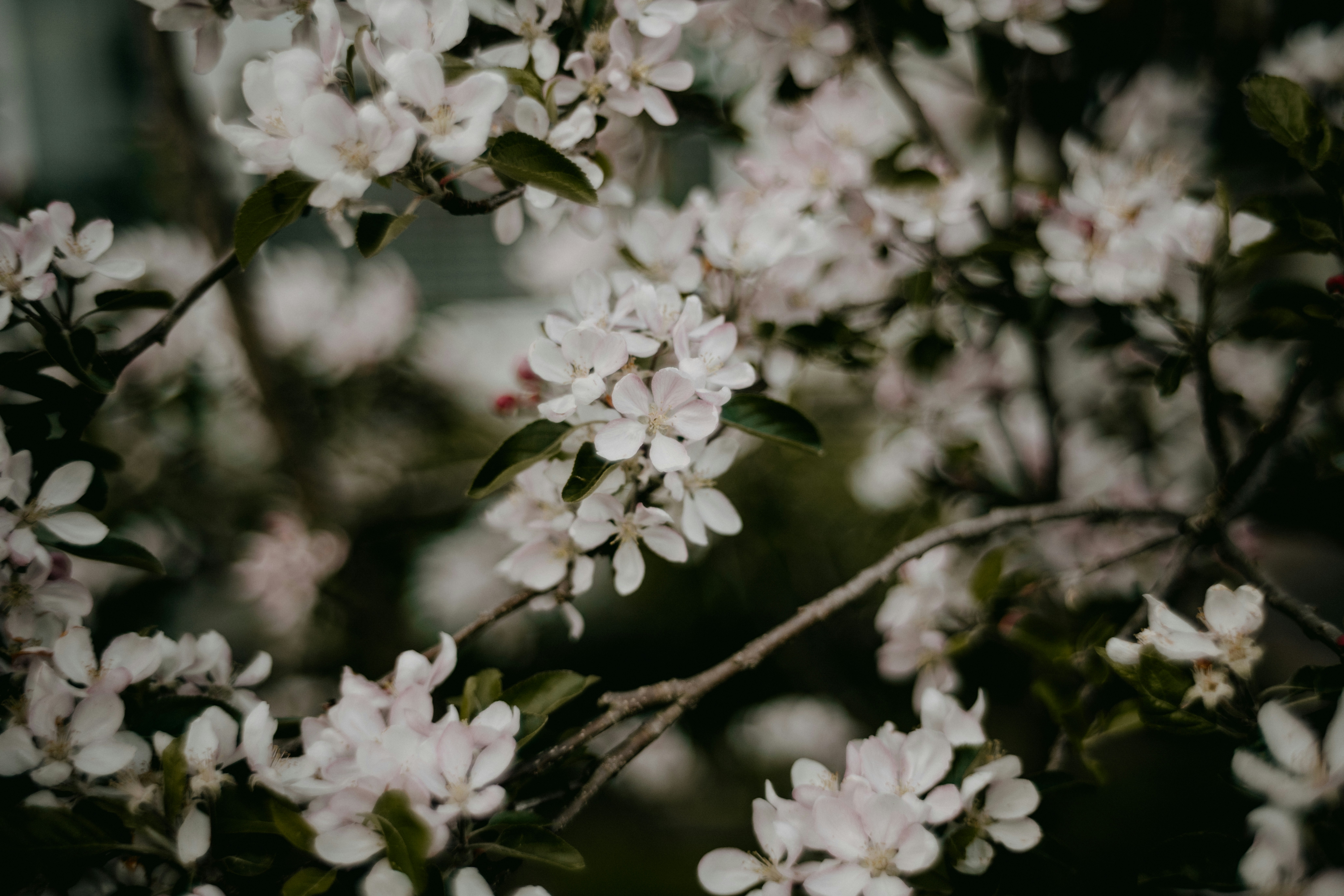 Photo by anniespratt