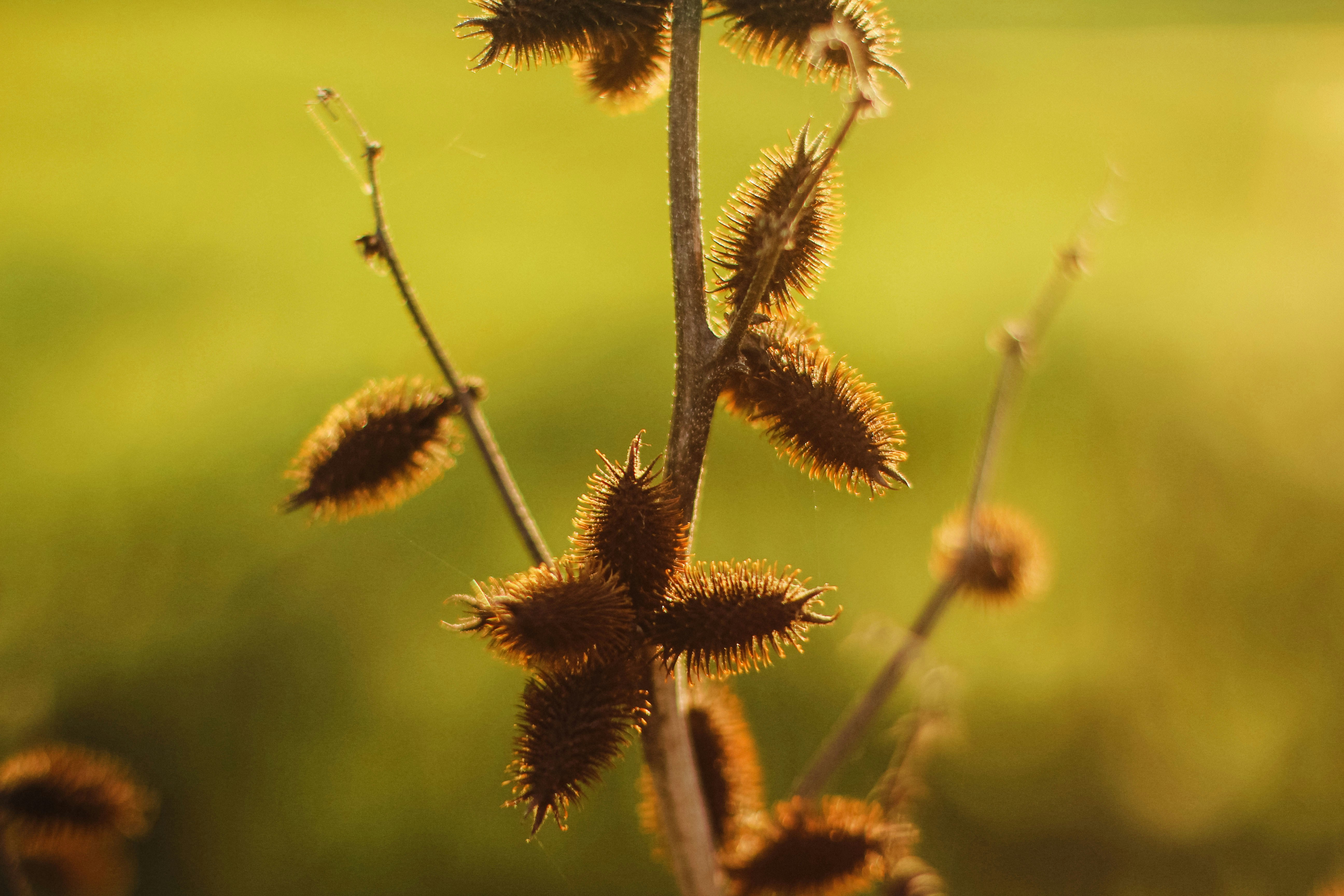 close up of a plant