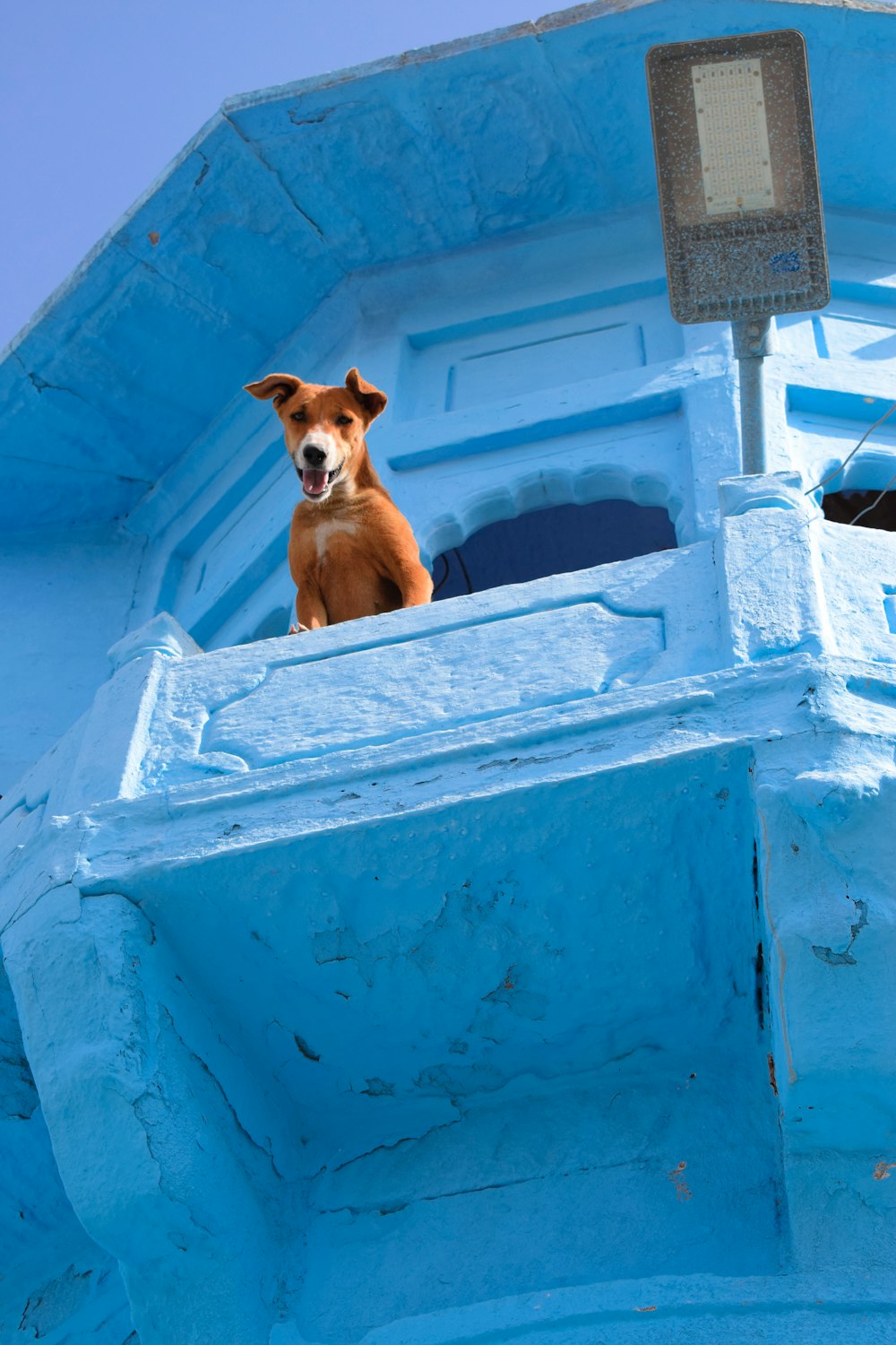 a dog sitting on a blue wall