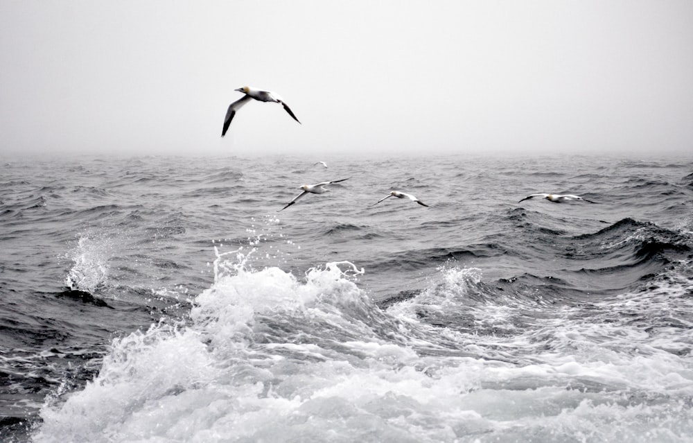 birds flying over the ocean