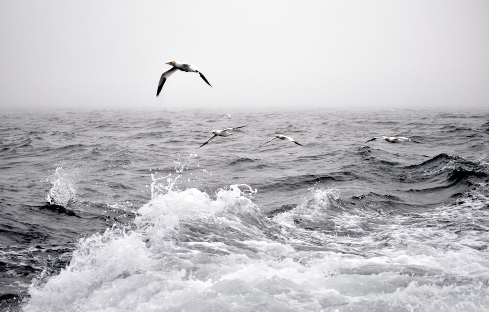 Aves volando sobre el océano