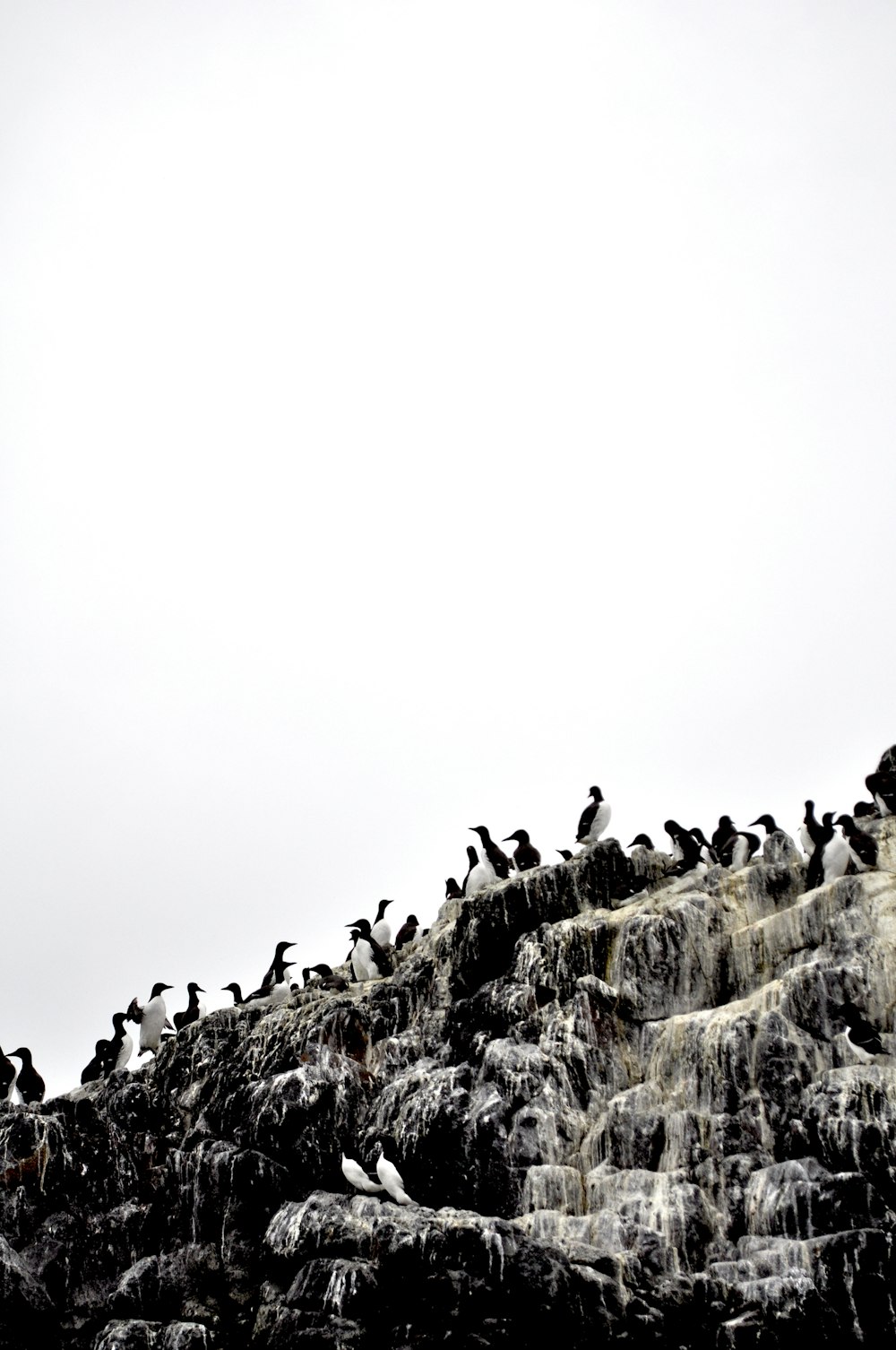 um grupo de pássaros em uma colina
