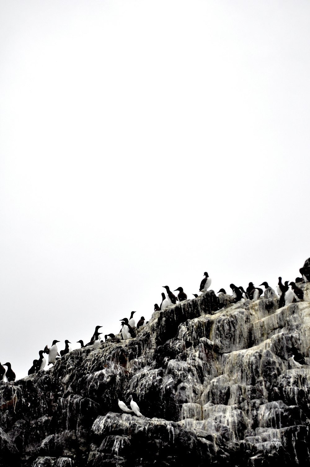 a group of birds on a hill