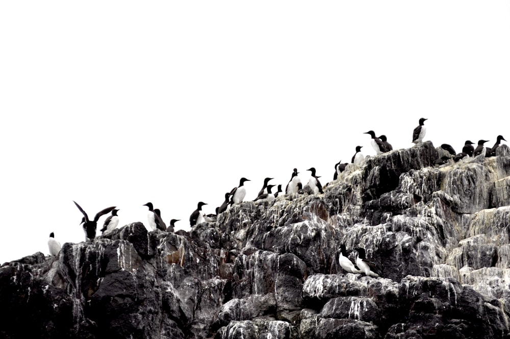 a group of birds on a rocky hill