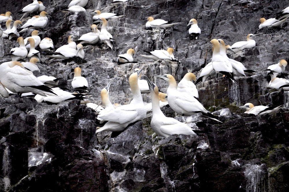 a group of birds on a rock