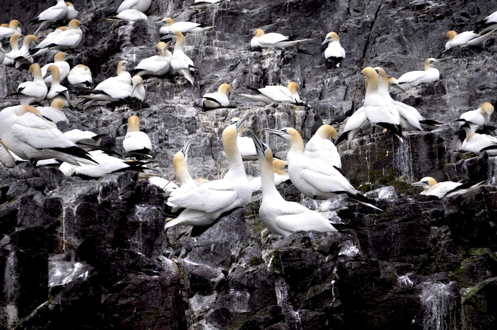 um grupo de pássaros em uma rocha