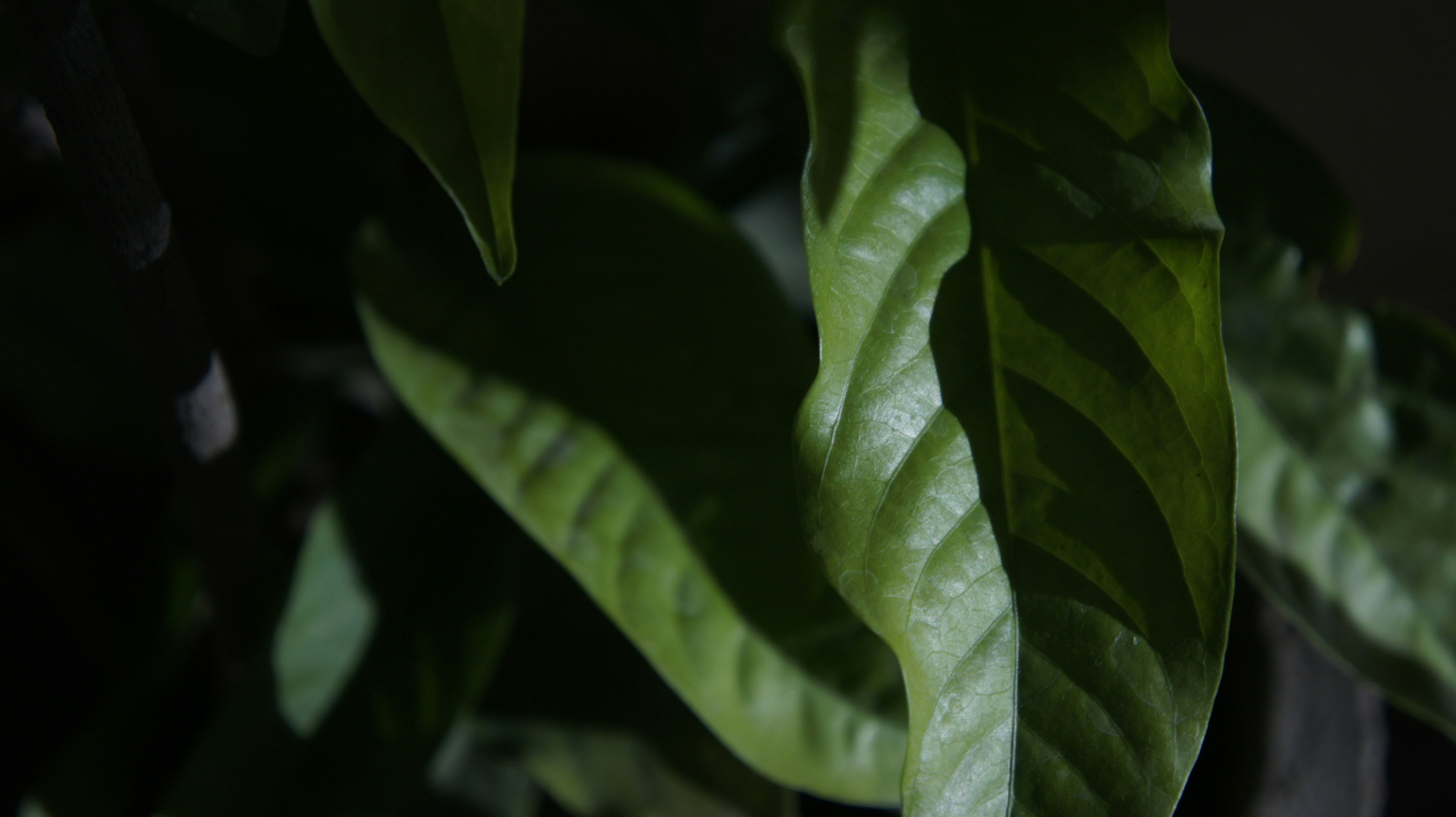 Terpene Profiles and Aroma Signatures to Expect from Premium Indoor THCa