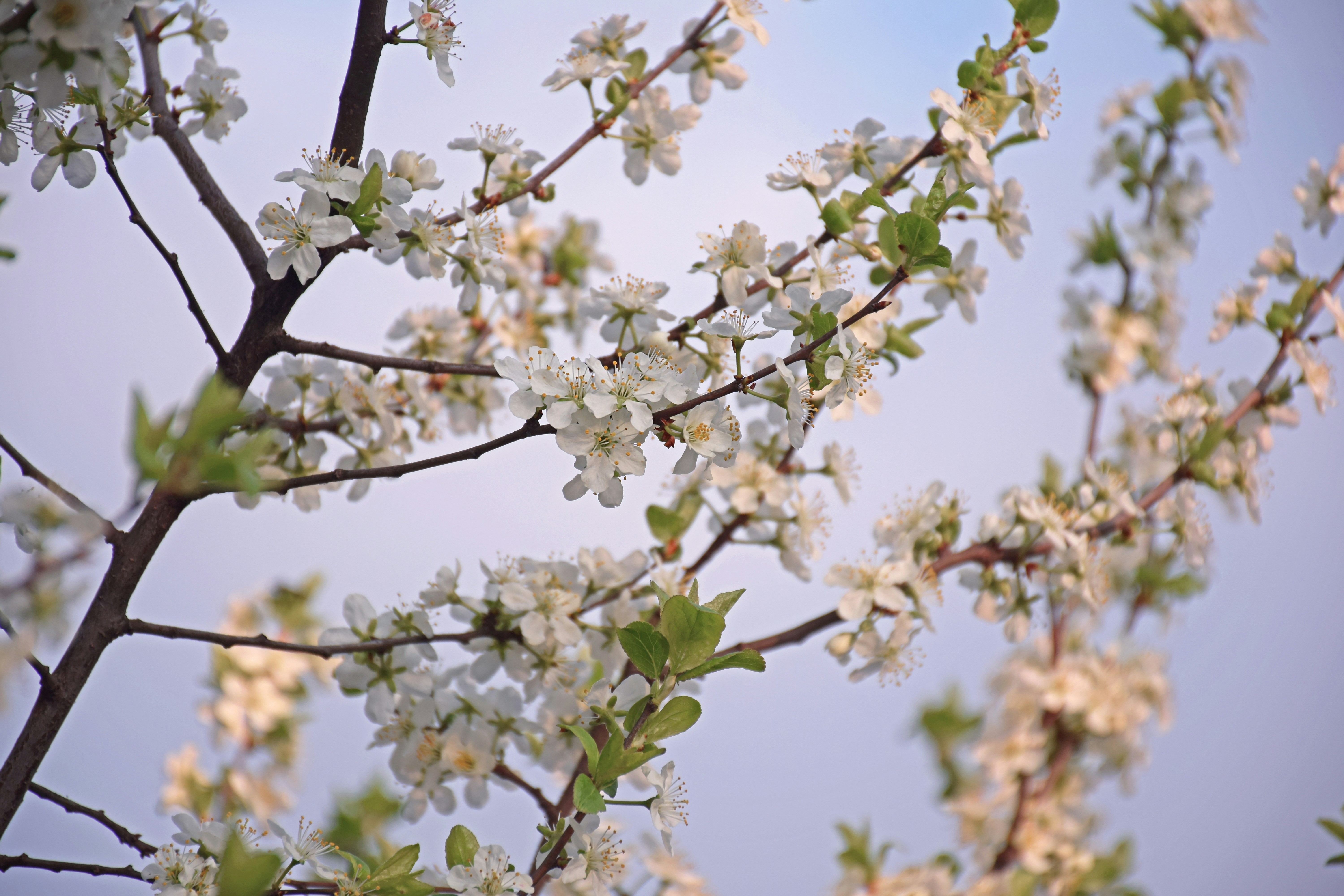 a tree with white flowers