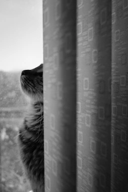 a raccoon looking out a window