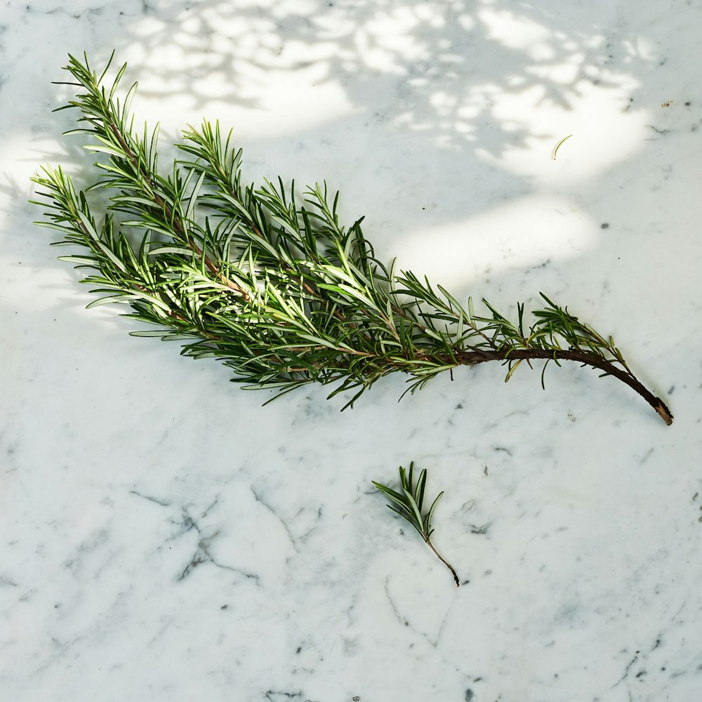 a green plant growing in the snow