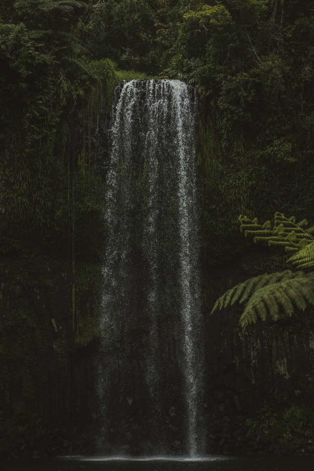 Una cascada en un bosque