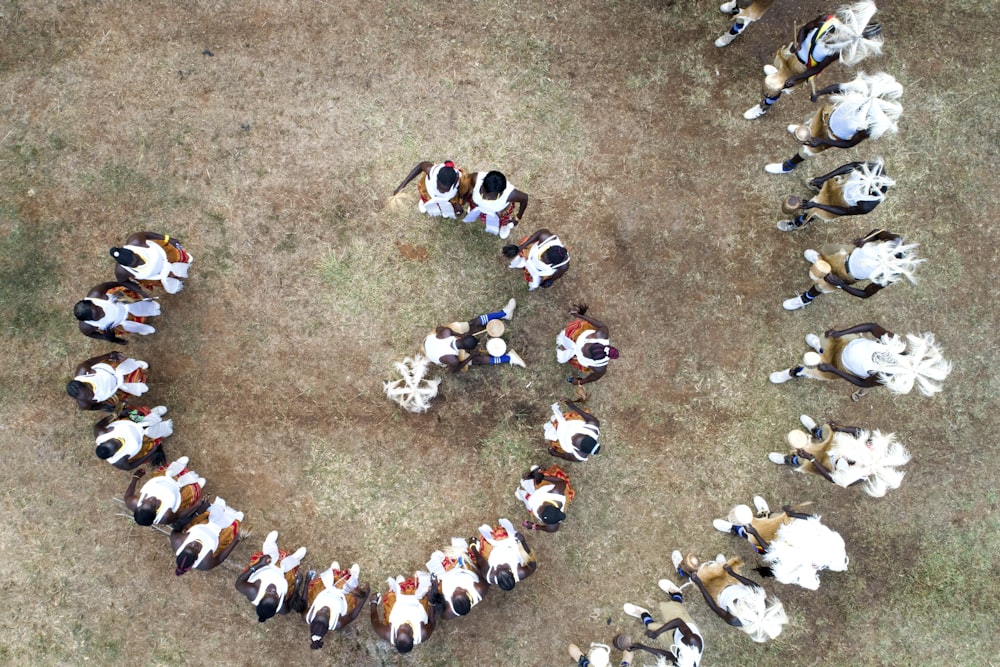 a large group of dogs running