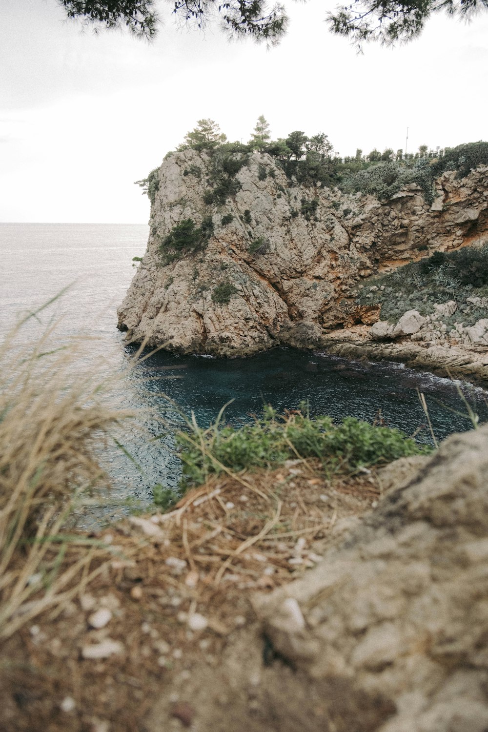 a rocky beach with a large tree