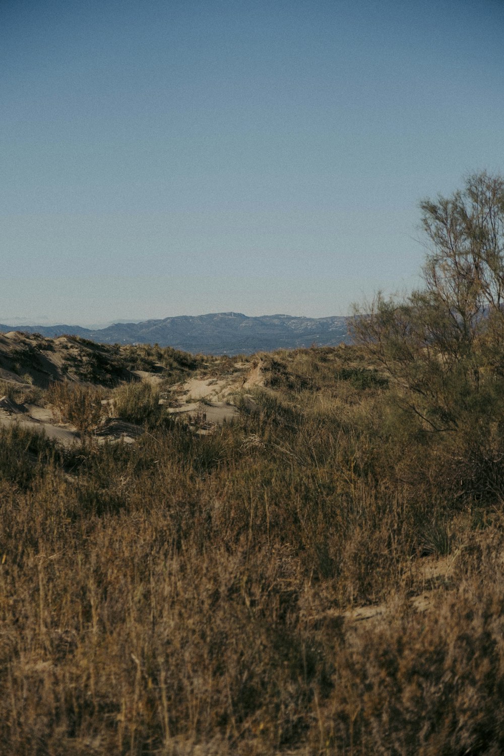 a landscape with trees and hills