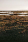 A vibrant wetland teeming with diverse bird species, showcasing biodiversity conservation.