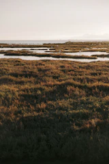 A vibrant wetland with birds flying over calm waters in Pantanal.