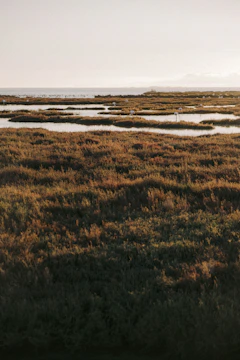A vibrant wetland with birds flying over calm waters in Pantanal.
