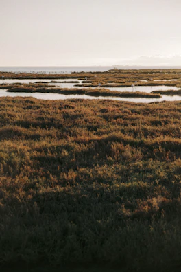 A vibrant wetland teeming with diverse bird species, showcasing biodiversity conservation.
