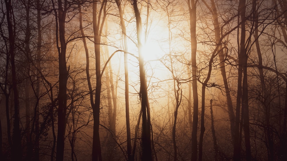 a group of trees with the sun behind them