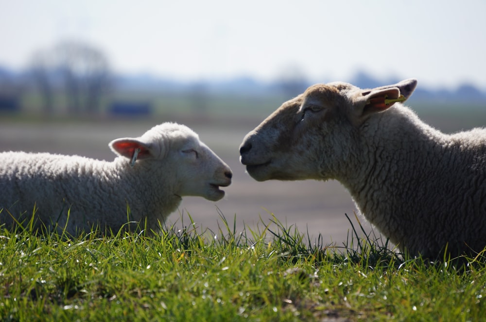 Un couple de moutons dans un champ
