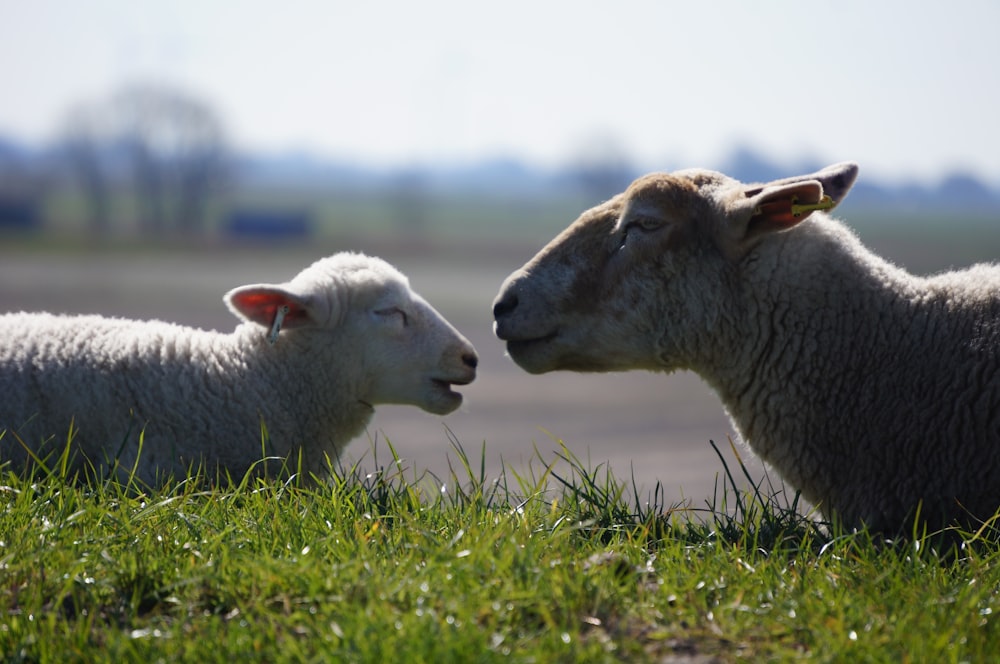 a couple of sheep in a field