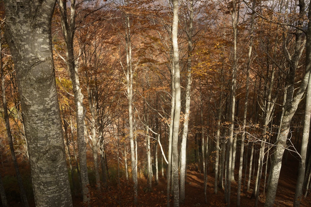 a forest of trees