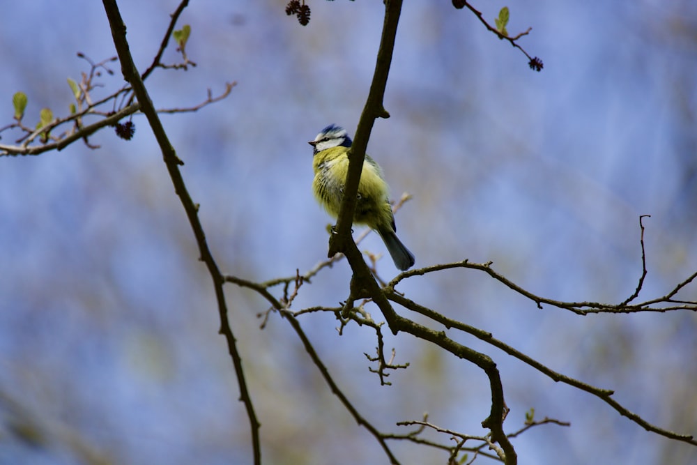 a bird sitting on a tree branch