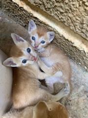 Two small kittens with light orange and white fur are curled up together in a corner. Their bright blue eyes are wide open, and they appear to be playfully interacting with each other. The rough textured surface of the stone or concrete wall contrasts with the soft fur of the kittens.