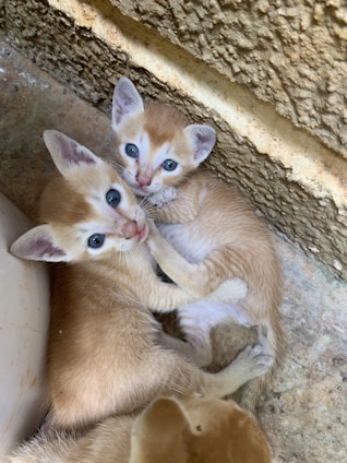 Two small kittens with light orange and white fur are curled up together in a corner. Their bright blue eyes are wide open, and they appear to be playfully interacting with each other. The rough textured surface of the stone or concrete wall contrasts with the soft fur of the kittens.