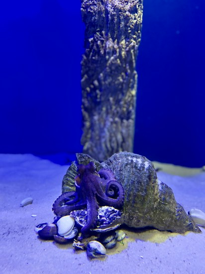 An octopus is resting on a group of seashells, partially hidden under a large, textured rock in an aquarium setting. The surrounding area is sandy with several small shells scattered on the ground. The background is illuminated with a deep blue light, enhancing the underwater atmosphere.