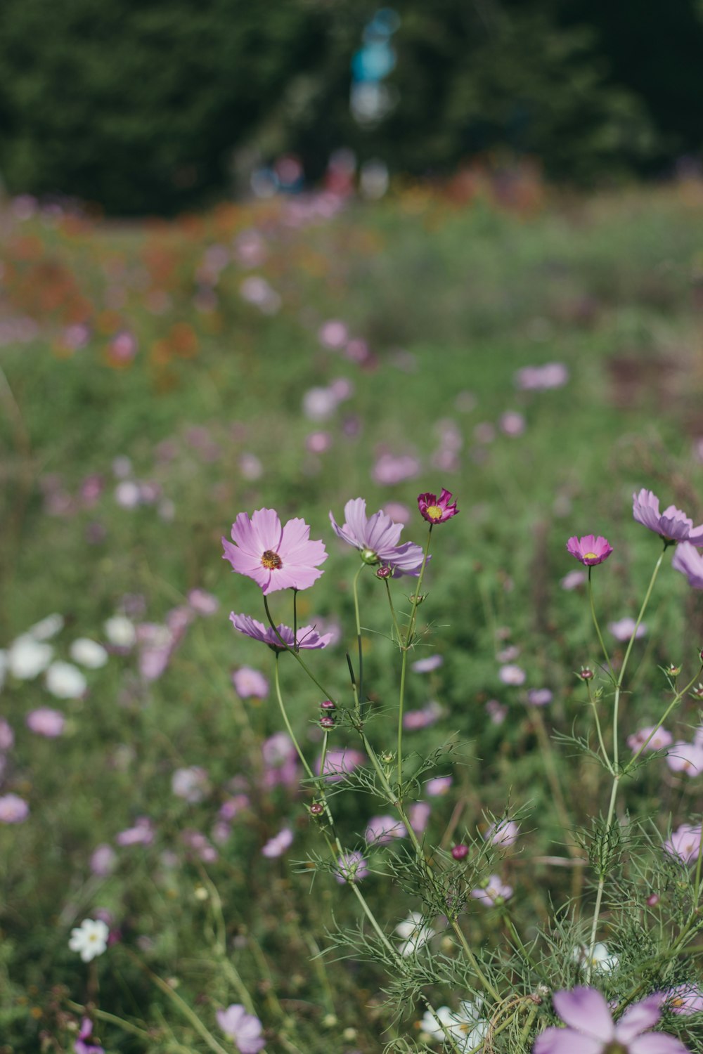 a field of purple flowers