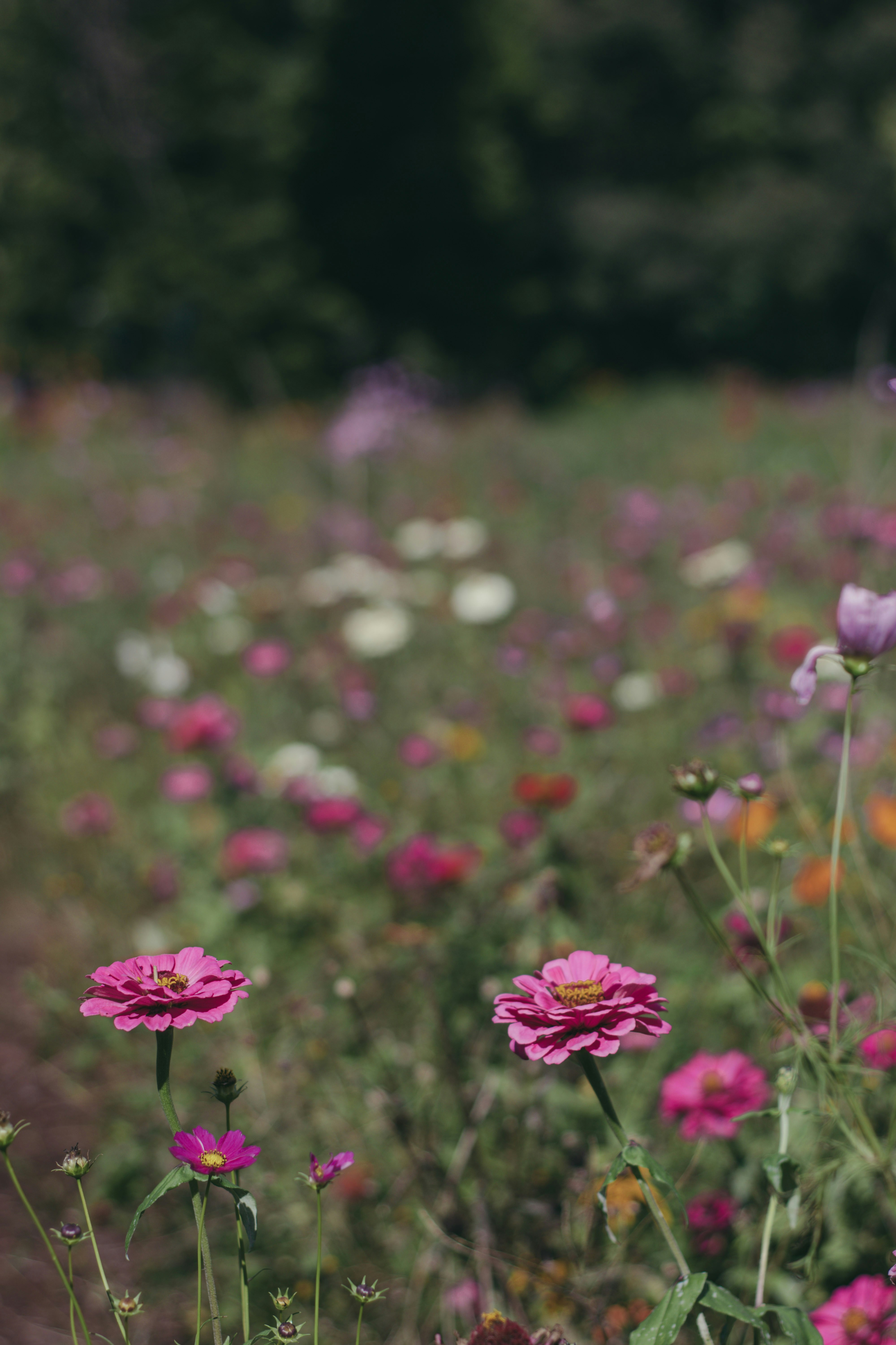 Photo by miekelauren