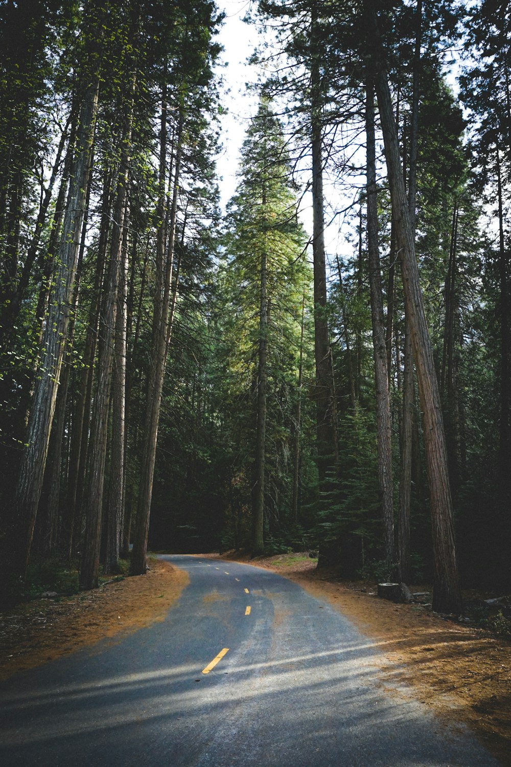 a road in the woods