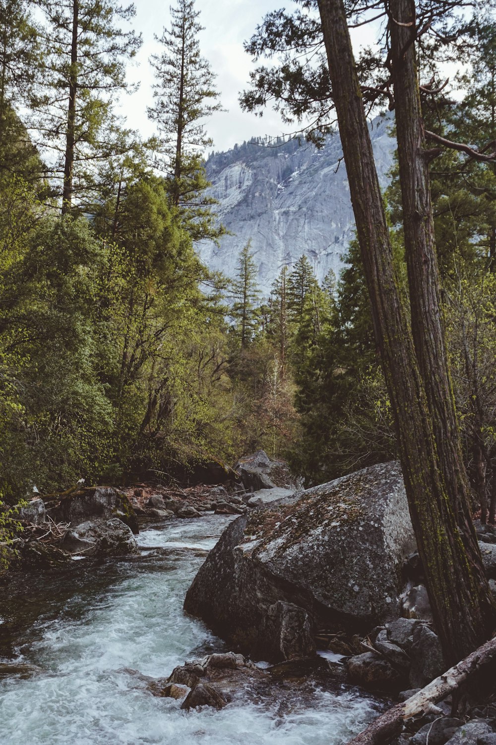 a river running through a forest