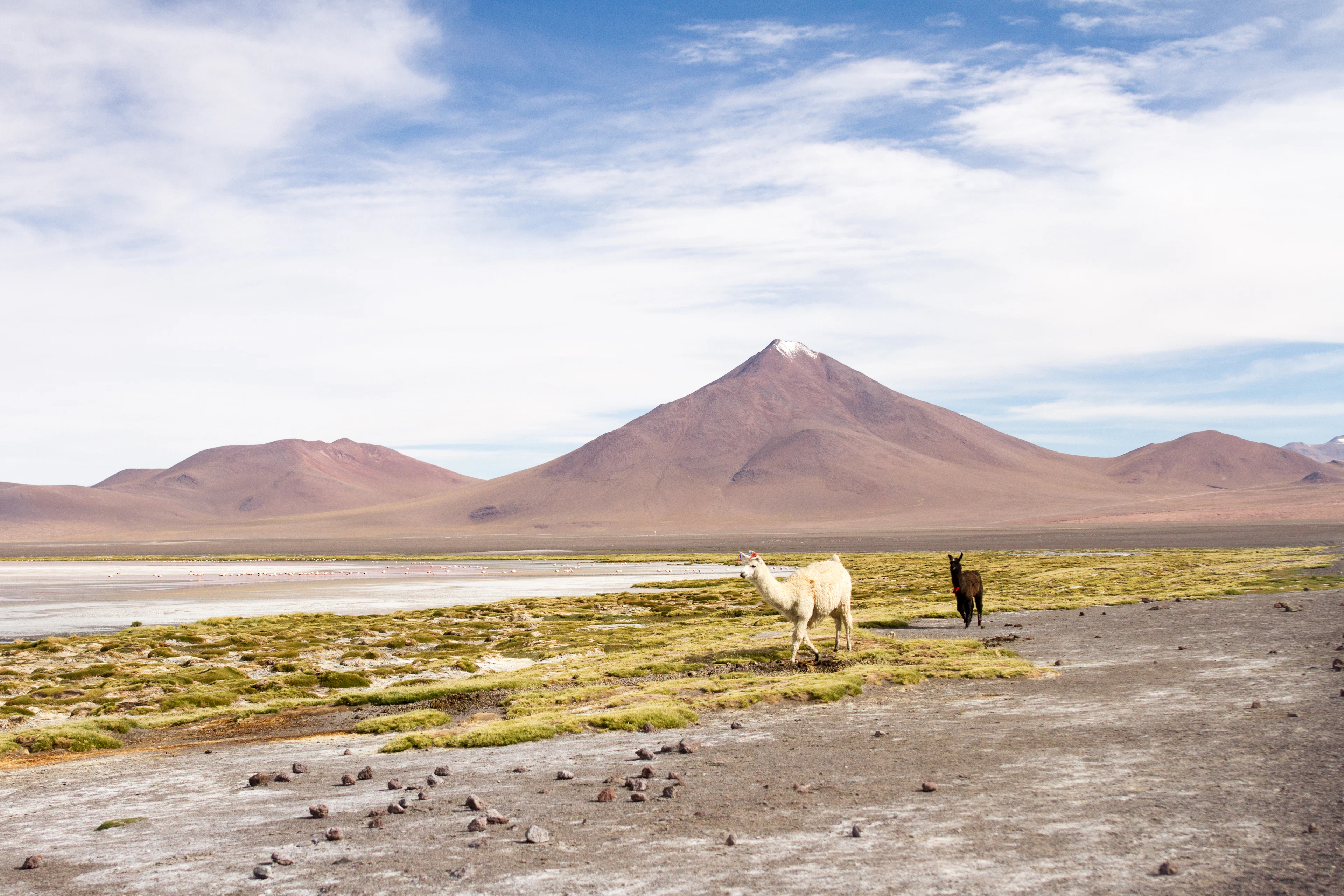 Llamas beside a high-altitude lagoon beneath a volcano in the Eduardo Avaroa reserve, Bolivia