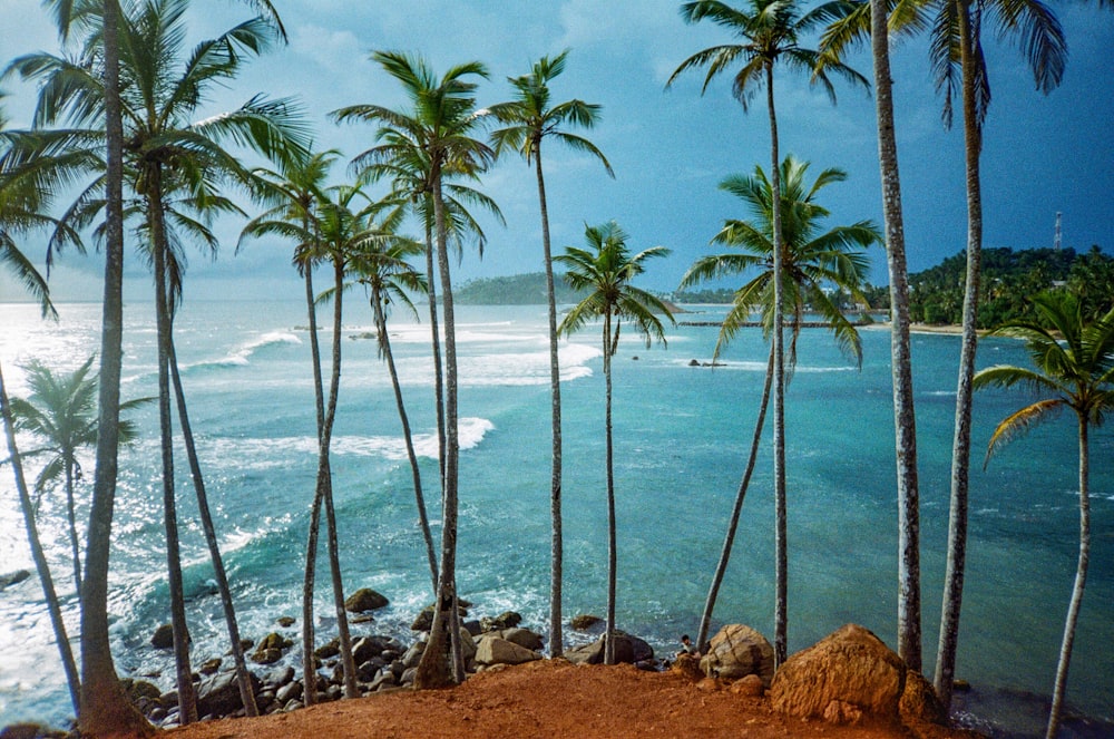 a group of palm trees next to a body of water