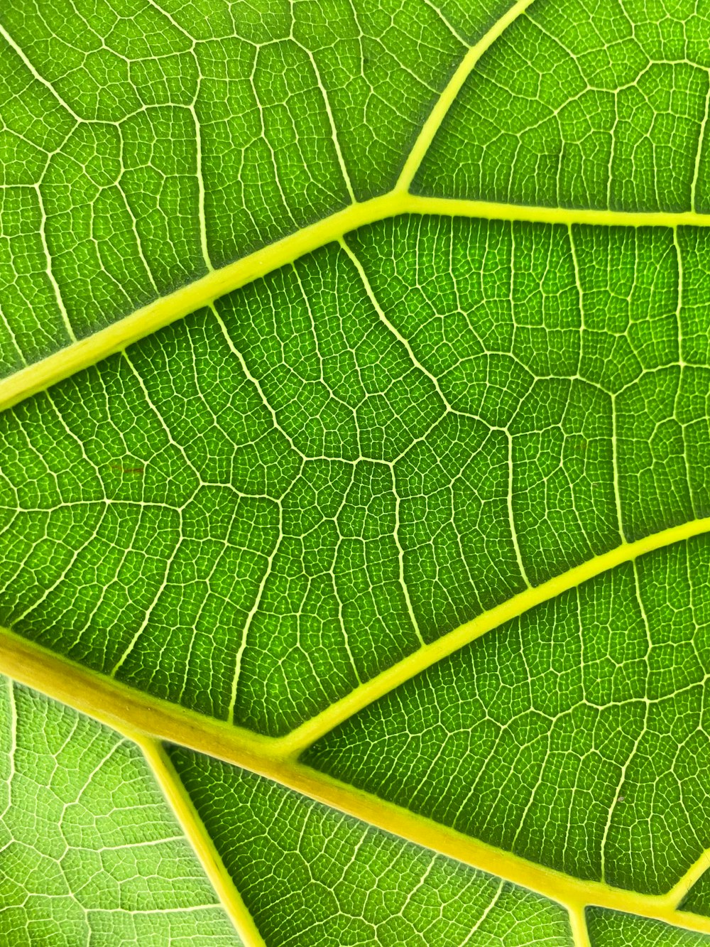 a close-up of a leaf