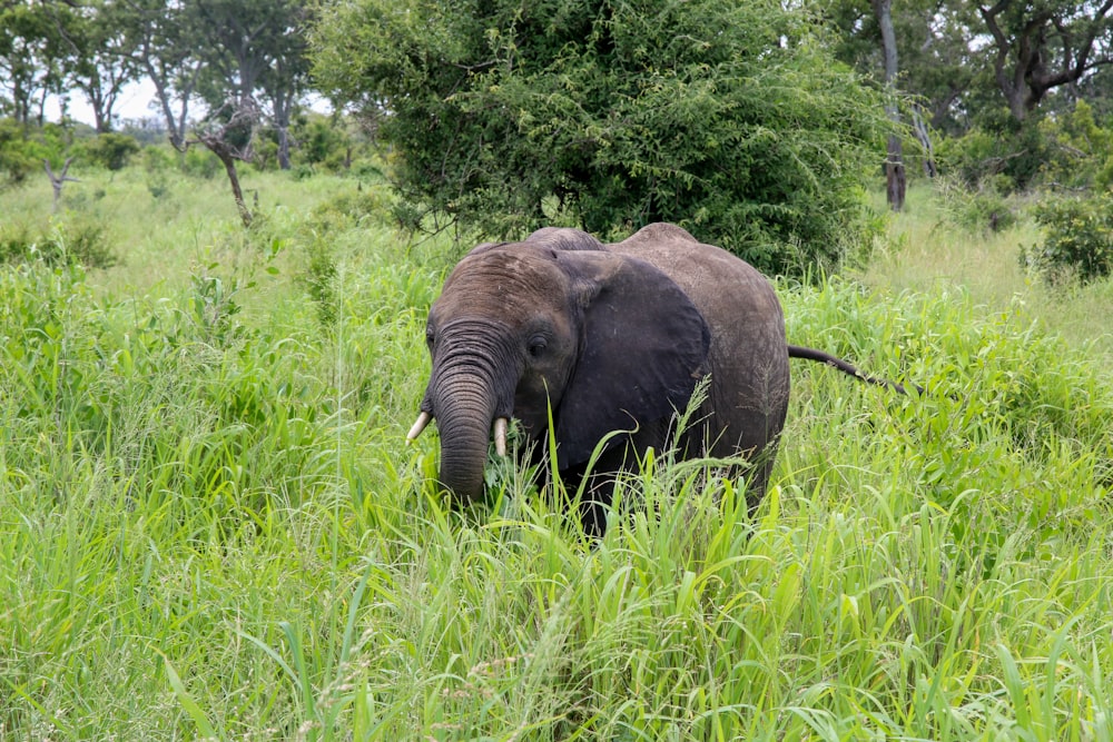um elefante em uma pastagem