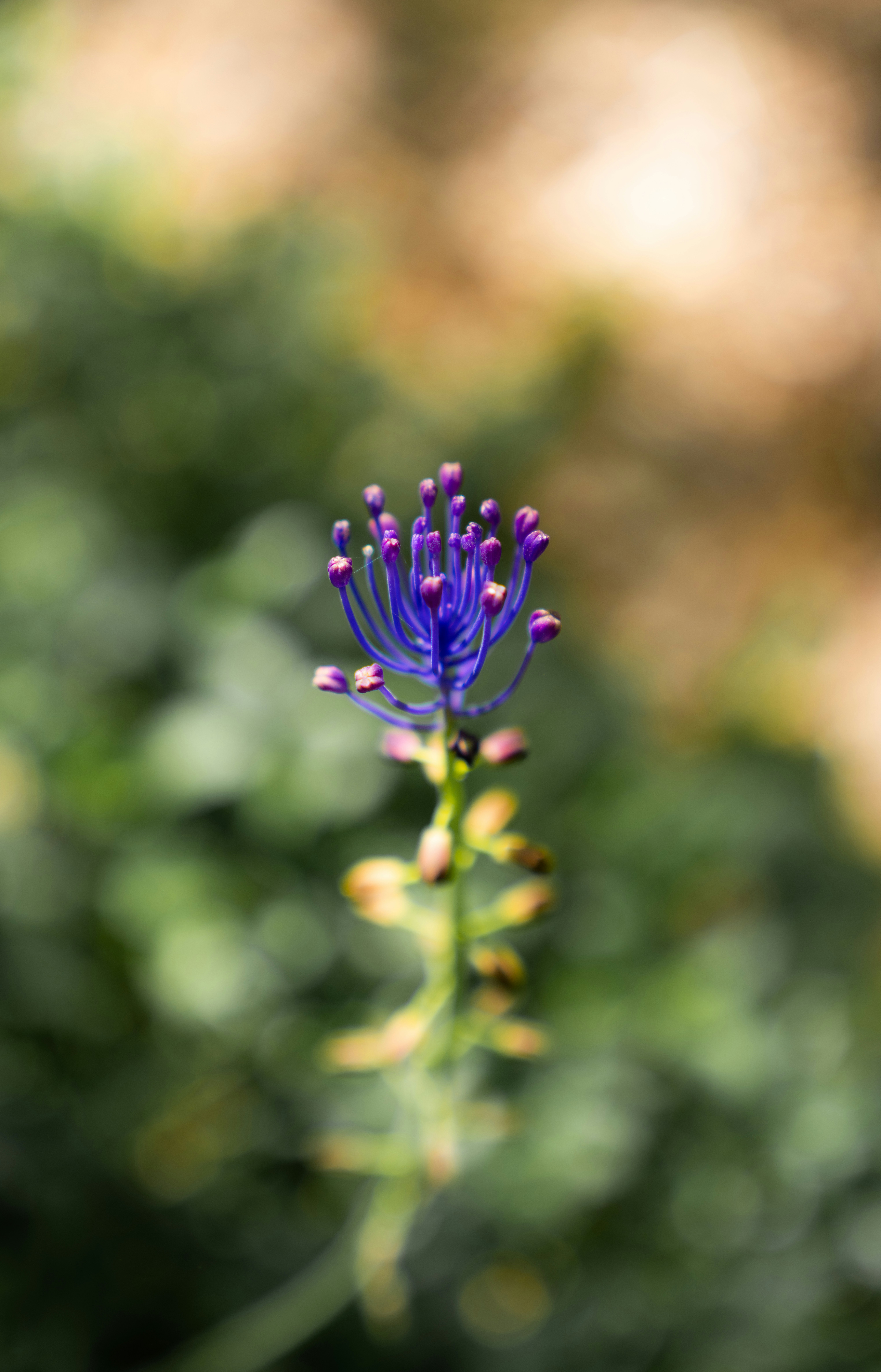 a purple flower with yellow center