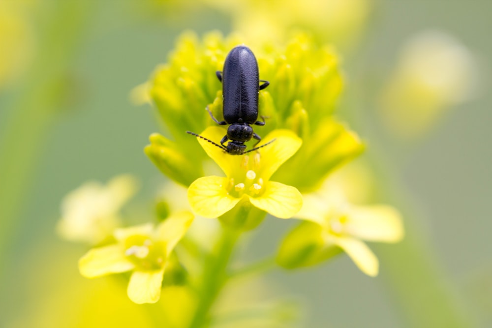 a bee on a flower