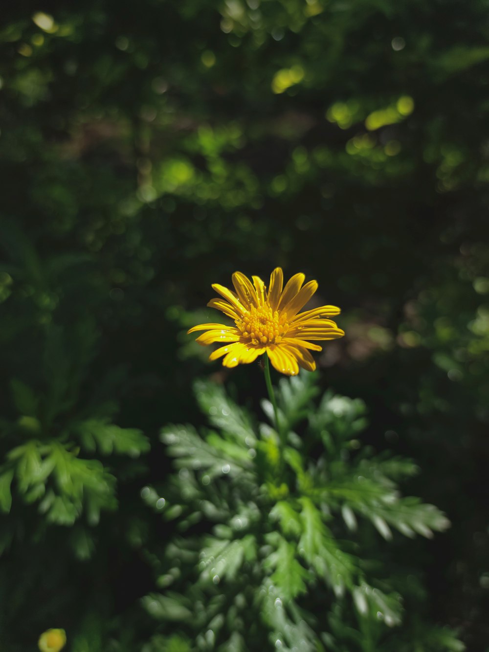 a yellow flower in a bush