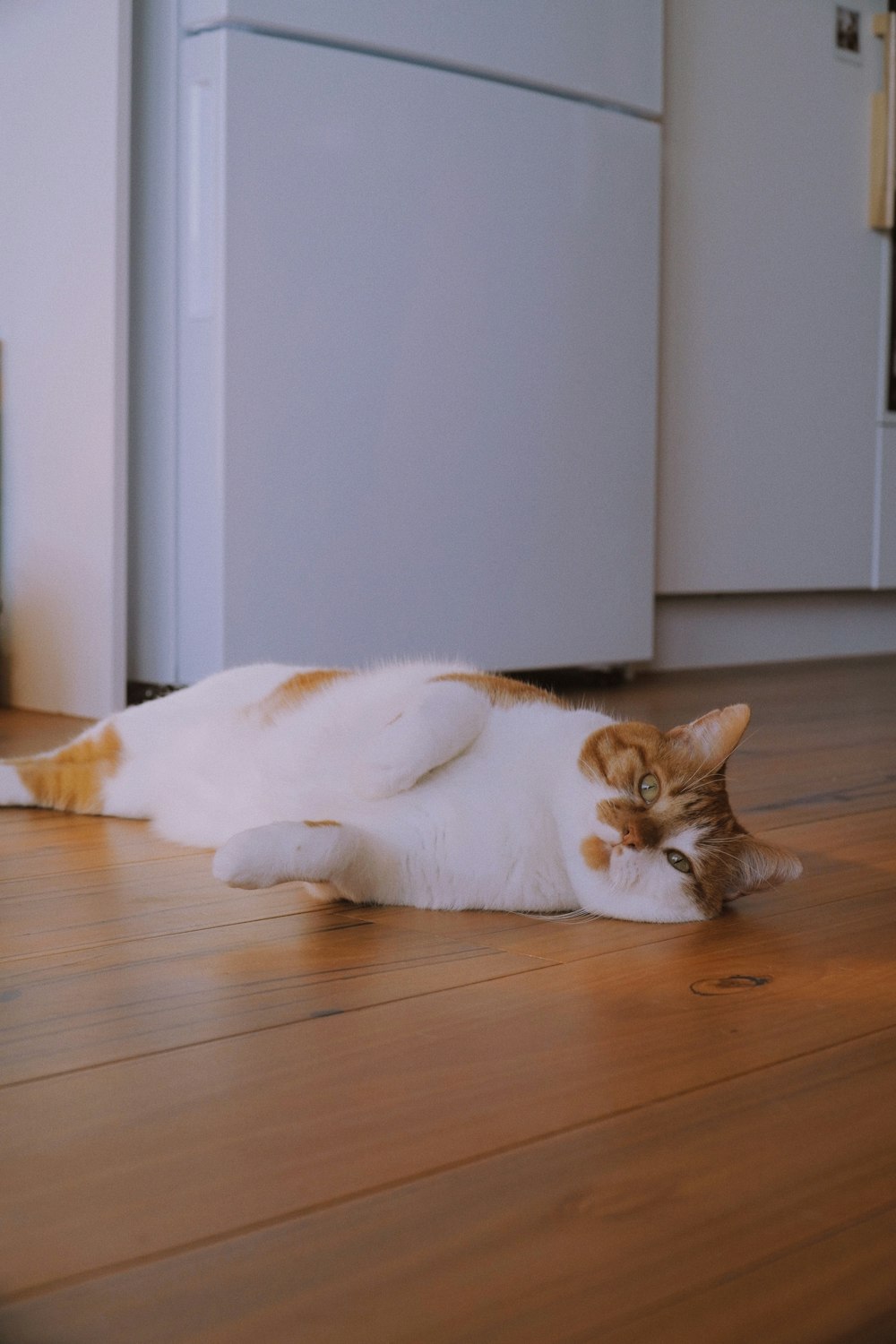 a cat lying on the floor