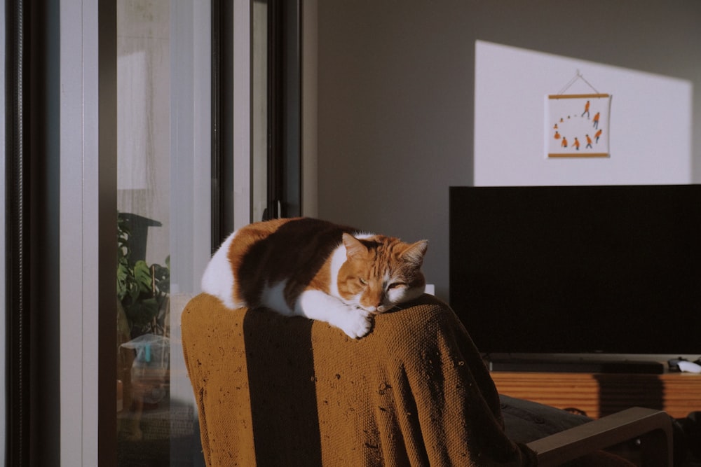 a cat sitting on a chair