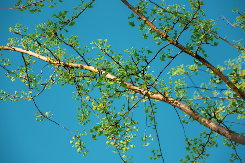 a tree with leaves